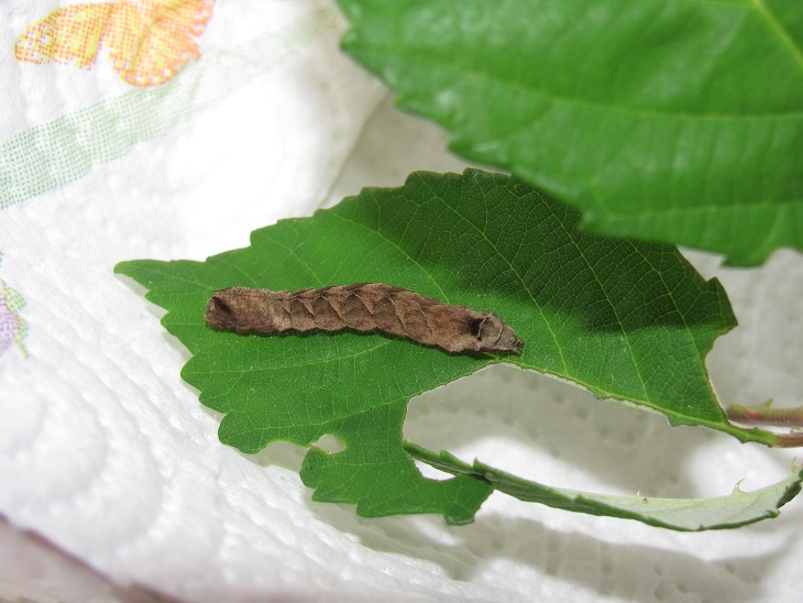 Pupa di Thyatira batis (Drepanidae)